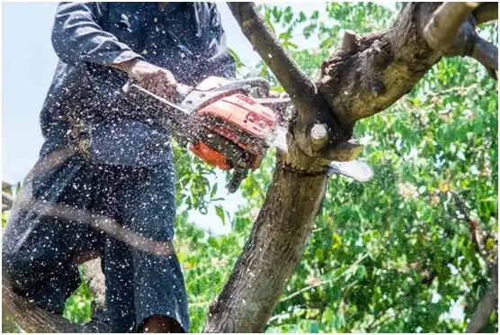 tree services Carlsbad